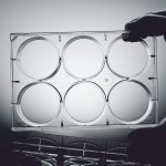 Cell Culture plates,6 well Cell Culture plates ,12 well Cell Culture plates ,24 well Cell Culture plates ,48 well Cell Culture plates ,96 well Cell Culture plates,384 well Cell Culture plates Surface Treated serological plates,96 well plate with lid Cell Culture Products,Tissue Culture Products ELISA Plates,Cell Culture products India,Manufacturer of Cell Culture products in India,Moxcare Cell Culture Prouducts Moxcare Cell Culture plates,Suspension cells adhesion cells Moxcare Laboratory Products,Moxcare Plastic Labware