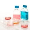 Cell culture flasks and tissue culture plates with red and blue media for laboratory research