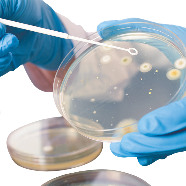Sterile inoculation loops with high flexibility for uniform sample transfer in cell culture and laboratory applications